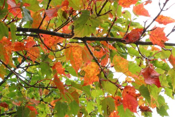 初探玉山國家公園塔塔加193692