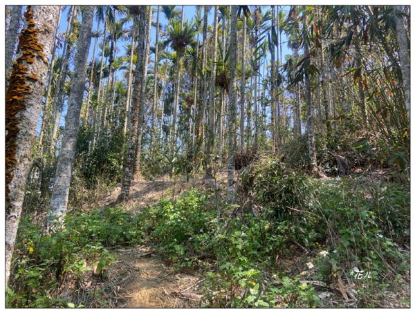 龜子坑山 (南投、魚池)2755651