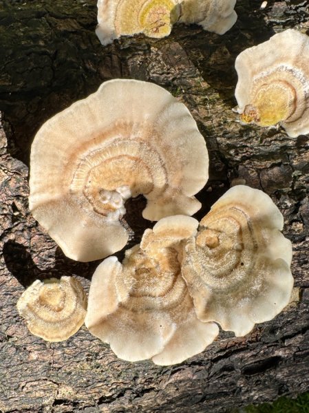 生態環境豐富的仁山植物園 感受鑑湖秋月-梅花湖的魅力2953852