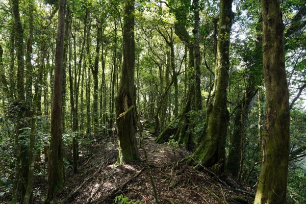 新竹 五峰 油羅山、霞山2798252