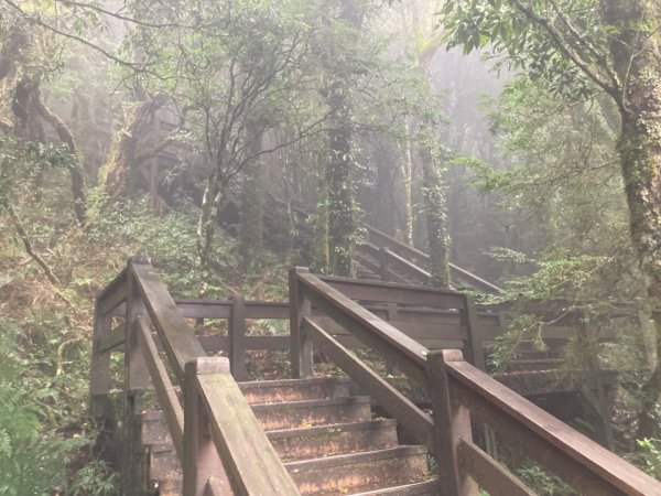 檜山巨木群森林步道2316106