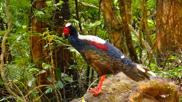 #新店四十份 #翡翠水庫壩頂 #夜景 #曙光 #雲海 #雲瀑 #藍腹鷴 8/62852934