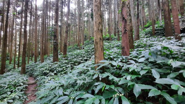 《苗栗》山中水晶蘭｜南庄向天湖山三連峰O型202203131639743