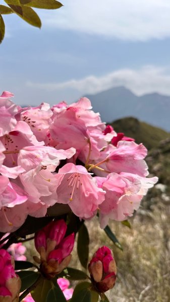 合歡東峰、小奇萊賞玉山杜鵑2542859