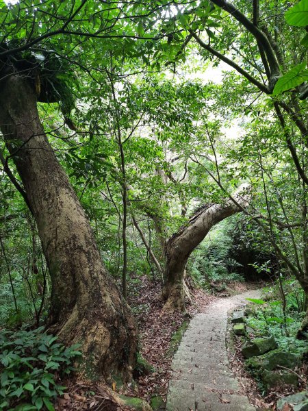 20230722 頂山石梯嶺縱走坪頂古圳，聖人瀑布2227233