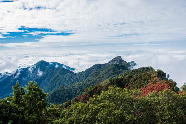 稍來山楓葉林2960903