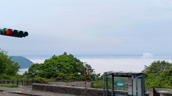 陽明山再見雲海&雲瀑5/23 #五色鳥育雛2510717