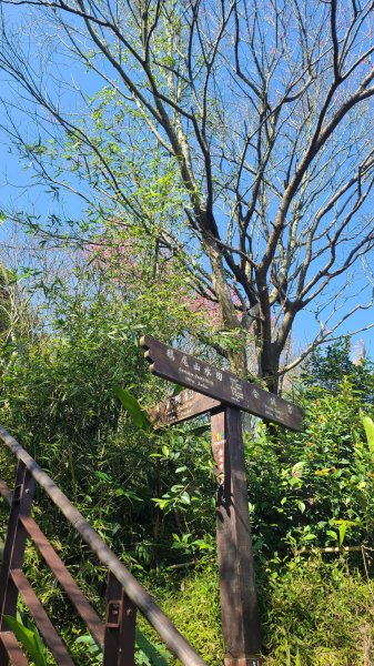 2025-0130溪和宮-大崎頭步道-鵝尾山-平溪步道-鵝尾山水田-42巷-溪山百年古圳-平菁步道2701927