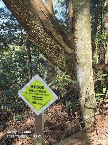 2025-03-22油羅山步道2743437