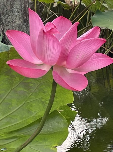 陽明山六瀑連走2877719