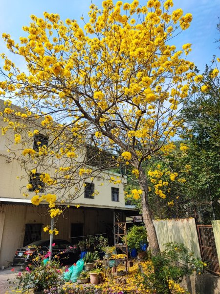 坑內坑森林步道-(彰化)臺灣百大必訪步道2447010