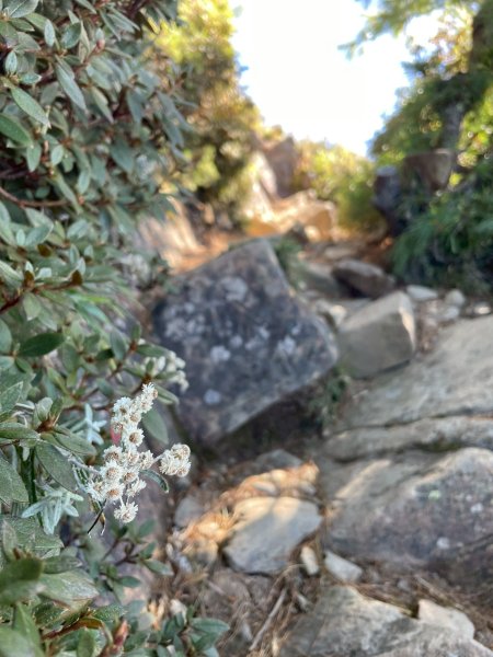 1141108-09桃山單攻2935964