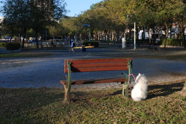 帶銀狐犬去廍子公園散步 2024.1.162404674