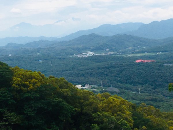 1090611火炎山相思樹花大開992645