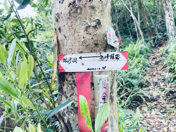 20250413 銀河洞越嶺步道-六分山-待老坑山-員潭子坑山2761200