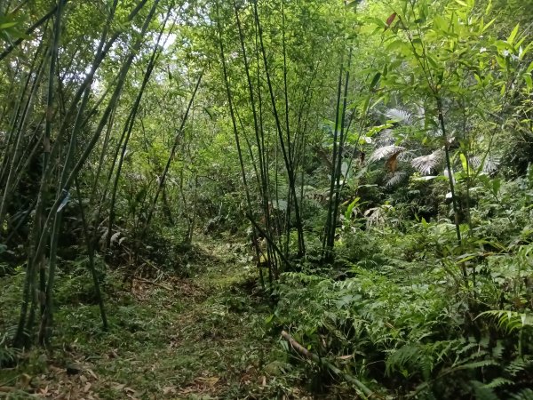 雙溪區柑腳城威惠廟+柑腳城山(下坑山)去回2796654