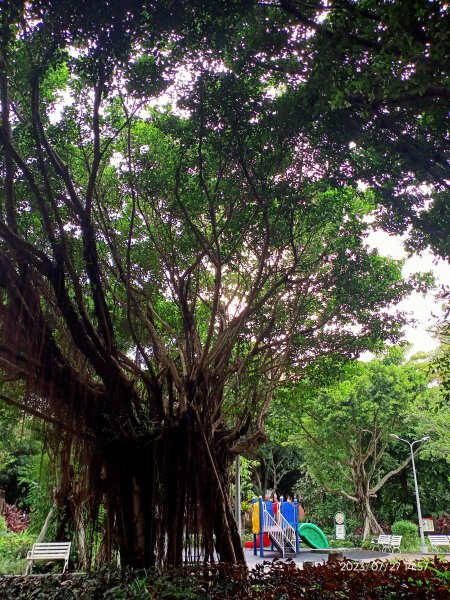 內湖大港墘公園、瑞陽公園、文德路上的花草【健康大穀東、走路趣尋寶】2234470