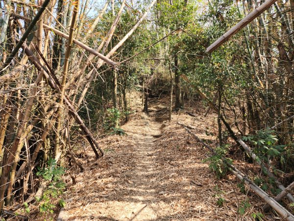 小百岳No.72⛰旗尾山3025185