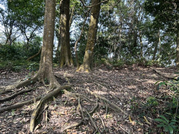 桃園金面山2752283