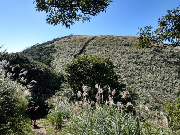面天山、向天山賞芒行736989