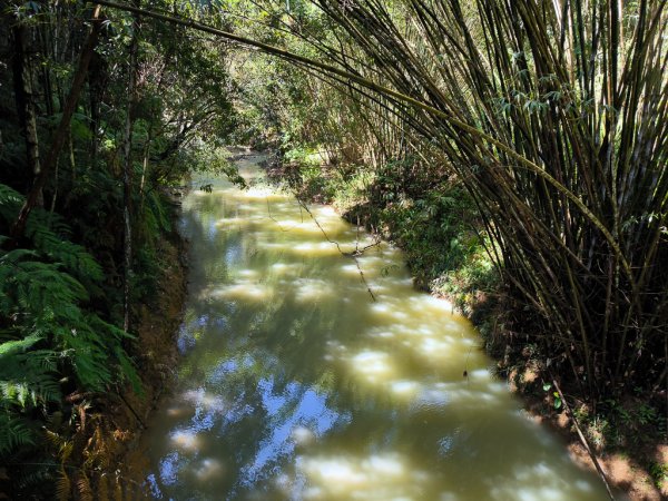 2024-08-22 澀水森林步道2578435