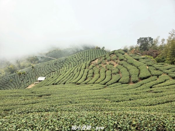 【嘉義梅山】雲嘉五連峰縱走3022296