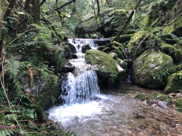 探訪黃金森林山毛櫸的故鄉~北插天山逐鹿山O型縱走1904268