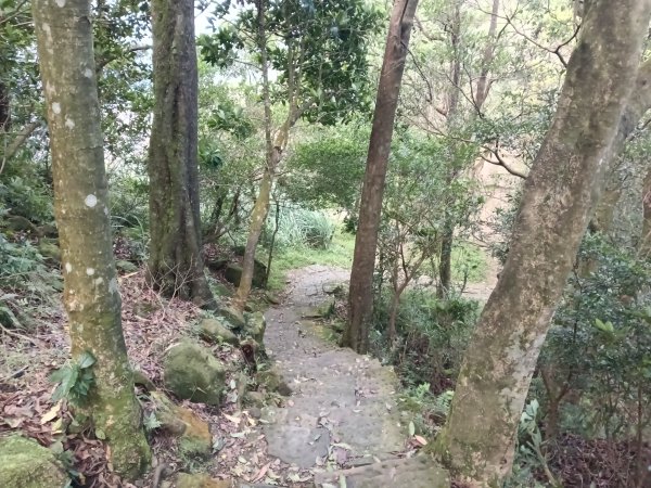 汐止區大尖山櫻花+秀峰瀑布O型3009398
