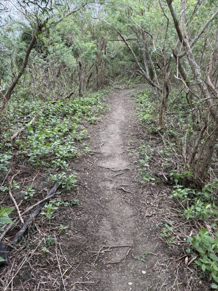 20251129大山母山步道2951882