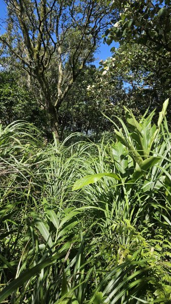 20250723大坑山-深按頭山西峰-334峰-三層崎山2845340