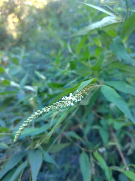 守關山南峰 守關山 守城大山2919098