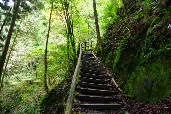 檜山巨木森林步道481545