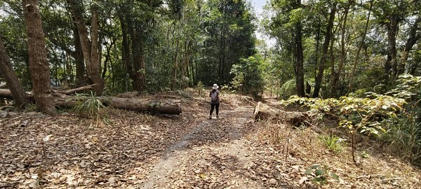 2026/03/15 白冷山步道3016807