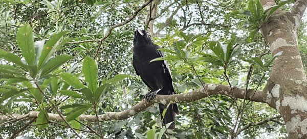 2025/07/19-大艽芎古道上溪洲山O型2841553