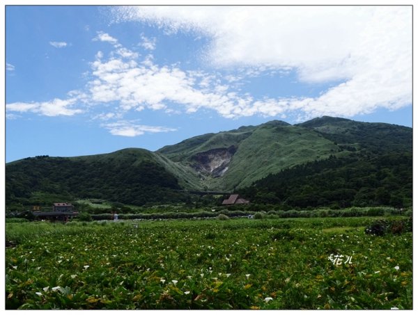 竹子湖/頂湖環狀步道986717