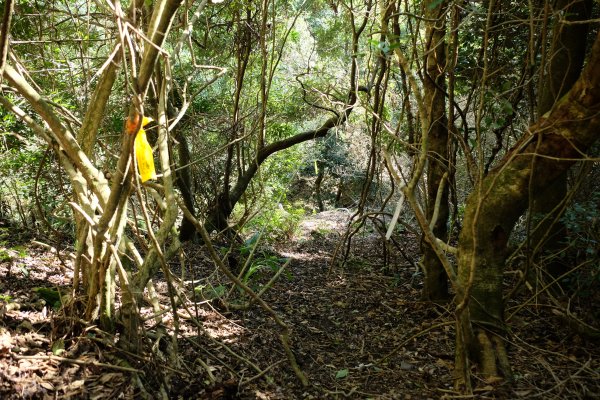 苗栗泰安 | 雪見‧初探北坑溪古道2700066