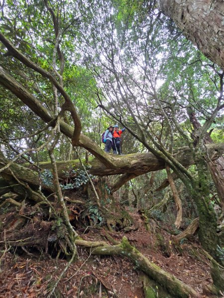 1130511夫拉縱走2501640