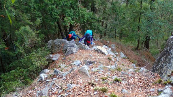 台灣最高如神般存在的大安溪倚天劍巨木探訪2747996