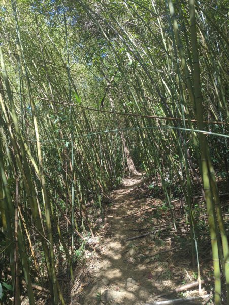 2025.10.18－微笑山線：【天上山系】望月亭桐花段2919561