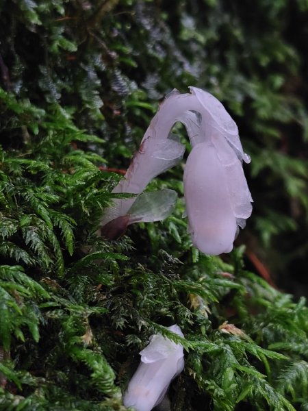 稍來小雪山國家步道、船型山、鞍馬山、鞍馬山東北峰、天池、雪山神木2799861