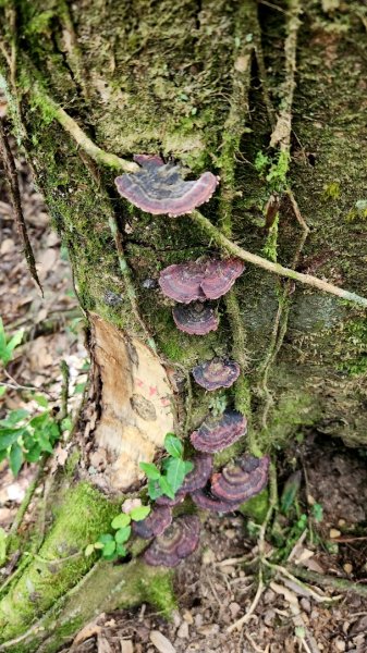 苗栗加里山，橫龍山，騰龍山，橫龍古道，鳥嘴山（上島山），南十八尖山，崎頂子母隧道，青青草原1885559