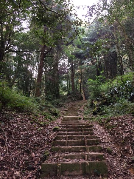 20180401-阿里山特富野古道301316