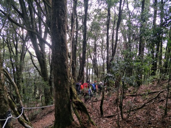 2019 03 05 鳶嘴西稜步道539893