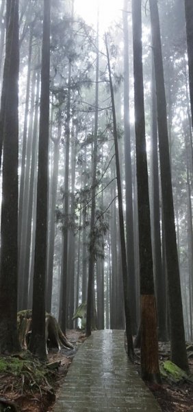 【阿里山森林園區】阿里山神木 八大景點691819
