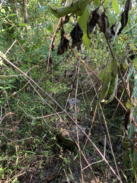 20251122高雄笠山-坦水衍山2945358