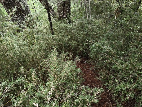 北一段(05/14)南湖南峰 2025_0906~132886498