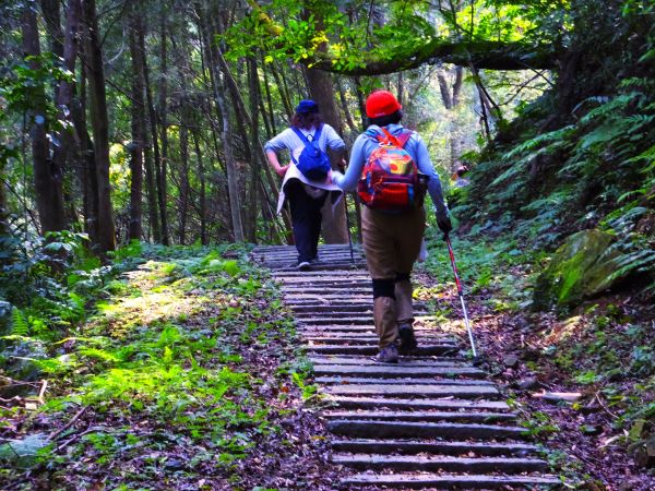 柳杉成林 百年石階---新竹橫山騎龍古道132716