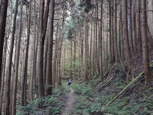 2020-034：麥巴來山、麥巴來山西峰O型縱走