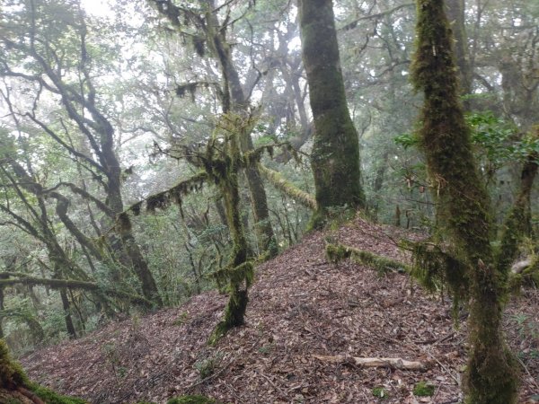 🥵20231107南一段會繞過🤷忘記的溪南山2340094