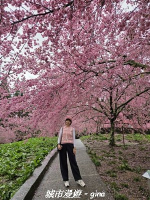 【台中和平】2026福壽山農場千櫻園賞櫻季3010683